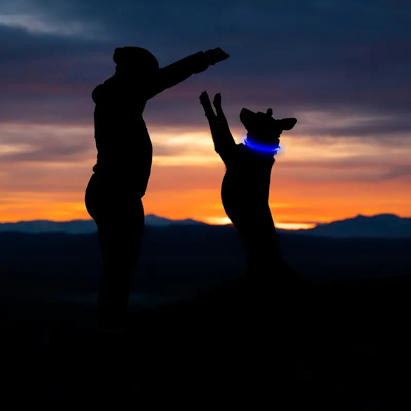 Coleira LED Luminosa para Pets